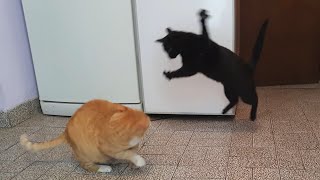 Funny Sneaky Cats