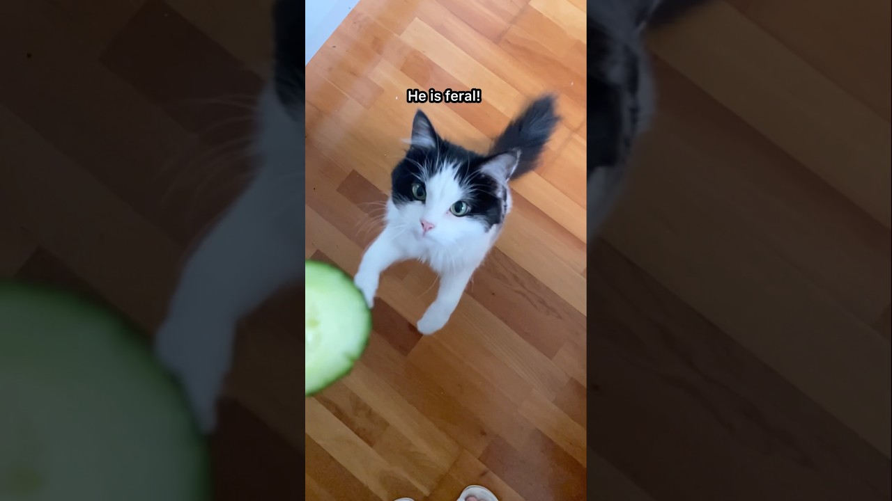 He is feral 🥒 