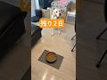 【引退まであと2日】盲導犬氷次郎🦮今まで本当にありがとう❣️#shorts #labrador #盲導犬