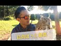 フクロウも日光浴が必要!!不足すると大変