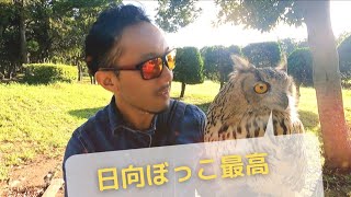 フクロウも日光浴が必要!!不足すると大変