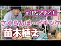 【道法スタイル】さくらんぼとイチジクの定植(さくらんぼ・イチジク①)