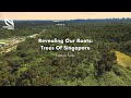 Revealing Our Roots: Trees Of Singapore | Virtual Tour Of Singapore's Nature Parks