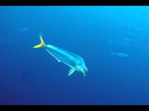 Lambuka Sürüsünün Su Altında Yeme Saldırma Görüntüleri ( Mahi Mahi Underwater Attack )