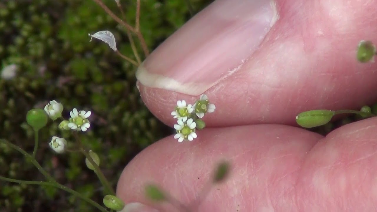 Rocky Woods & Seepy Meadows: Whitlow Grass