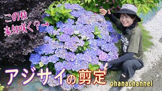 【アジサイの剪定】去年剪定したところは正解だったのか⁉(=゜ω゜)ノ 今年咲いた枝を見ながら答え合わせ✂ 剪定のポイント