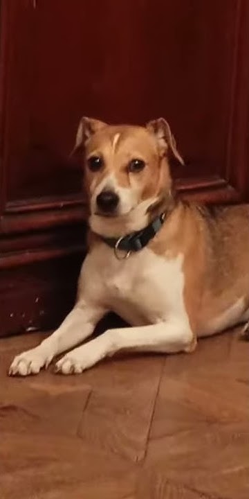 incredible-dog-is-singing-a-sad-opera-song-youtube
