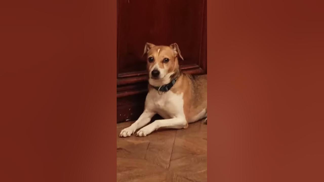 incredible-dog-is-singing-a-sad-opera-song-youtube