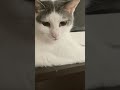 telling my cat to follow me 😩