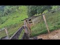 Mostrando o curral parte 2