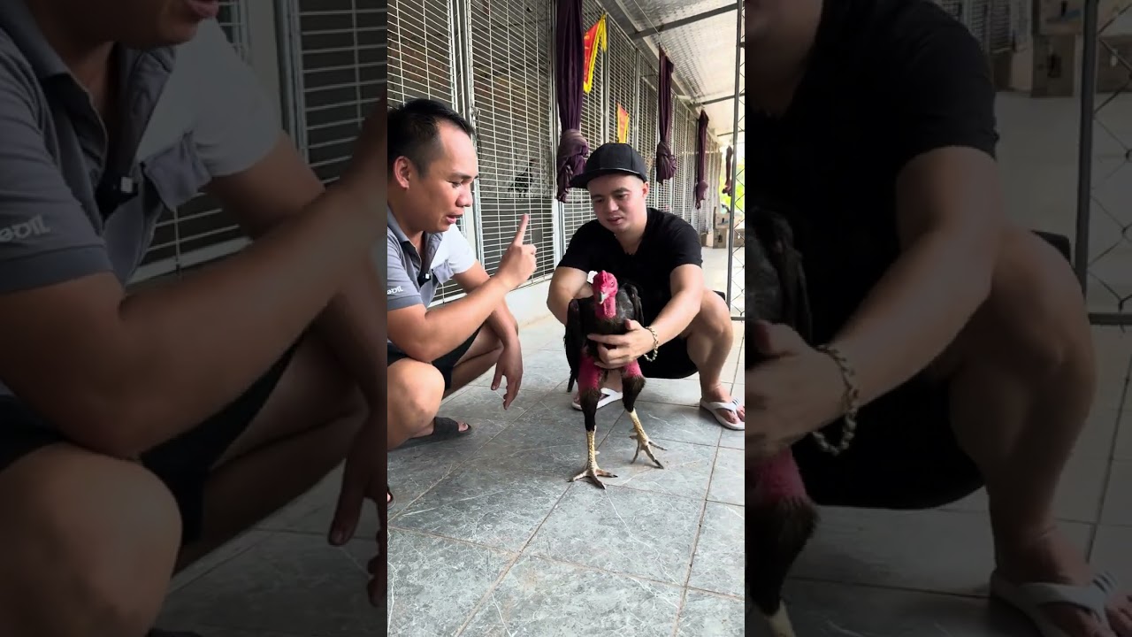 Review Trại Gà Việt Phan - Vĩnh Phúc