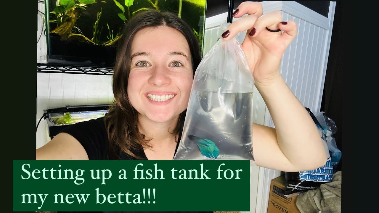 Setup a planted betta fish tank with me! YouTube