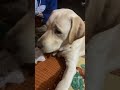 Dil ki Jo baatein hai #labradogs #labrador #lalburu #ytshorts #cute