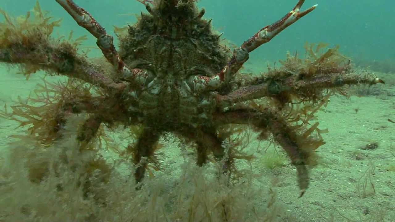 Sèche et araignée.flv