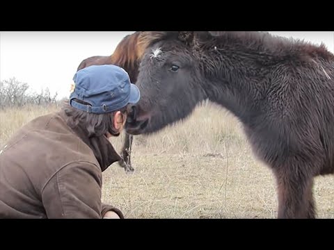 Мужчина освободил дикую лошадь от цепей. Посмотрите, как она его поблагодарила