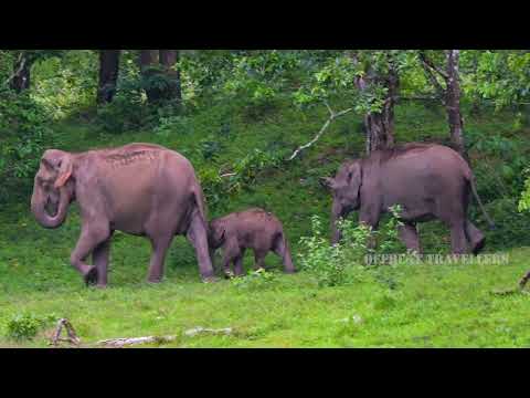 WORLD ELEPHANT DAY 🐘🐘
