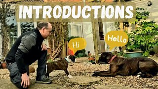 Introducing Our New Boxer Puppy to Our Boxer | Boxer Meets Puppy