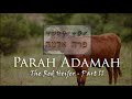 Parah Adamah: The Red Heifer - Part II