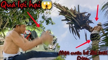 Cùng (Ba Tùng)  và Chú Dũng Cưa Cây Dừa có gì vui???