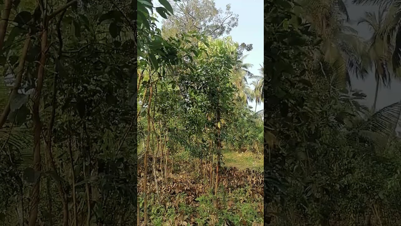 ආර්ථික වටිනාකම් සහිත වාණිජ කුරුදු වගාවක් බවට පත්කර ගැනිමෙන්  මාස හයකට වරක්ම ආදායම වැඩිකර ලබාගත හැක.