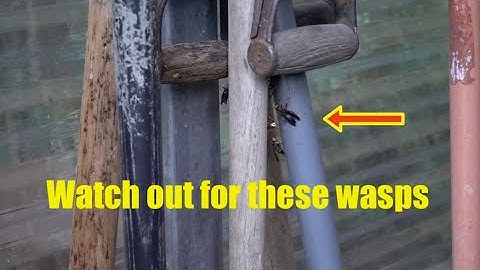 How to eliminate wasps with just soap & water!