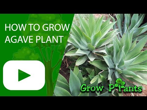How to grow Agave plant