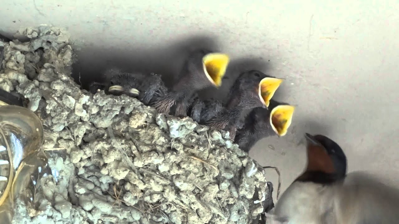 ツバメの赤ちゃん Swallow Chicks Youtube ツバメの赤ちゃん Swallow Chicks Youtube