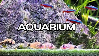 🐟Relaxing Aquarium ASMR 🌿Soothing Water Sounds💧