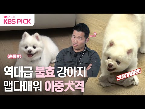 &amp;quot;이 훈련은 평생 해야 해요&amp;quot; 강약약강 안하무인 <strong>폼피츠</strong> &amp;#39;구름이&amp;#39; ㅣ KBS 230508 방송