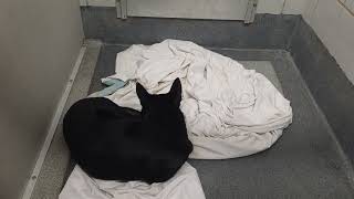 Acs A821756