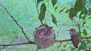 Skyes Fiest Time Out Of The Nest