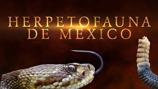 HERPETOFAUNA DE MÉXICO 🇲🇽🐍🐢🦎🐊 | Trailer
