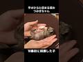 手のひらサイズの子猫つみき001 #shorts #ねこ #保護猫