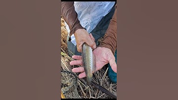 Thăm Lờ - Dính Cá Lóc Đồng Mương Ruộng #shorts #cálócđồng