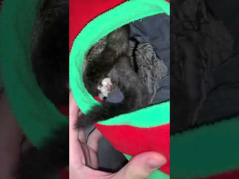 Забираю двух. Трэп белки летяги 🐿️ #animals