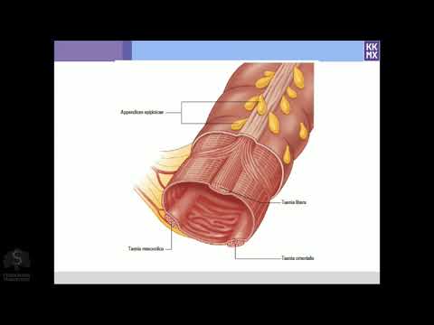 Анатомия толстой кишки