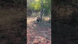 Look who is waiting next to the airstrip of bumi hills? #bumihills #adventure  #lionbrothers #lion