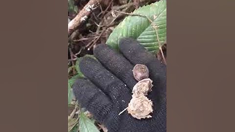 Full Video Đi Vào Rừng Nhặt Hạt Dẻ l caphenhatre