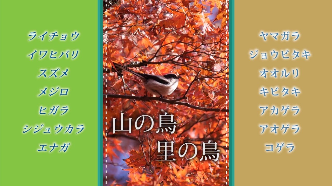 身近な野鳥 山の鳥 里の鳥 Youtube