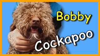 Dog grooming a Cockapoo
