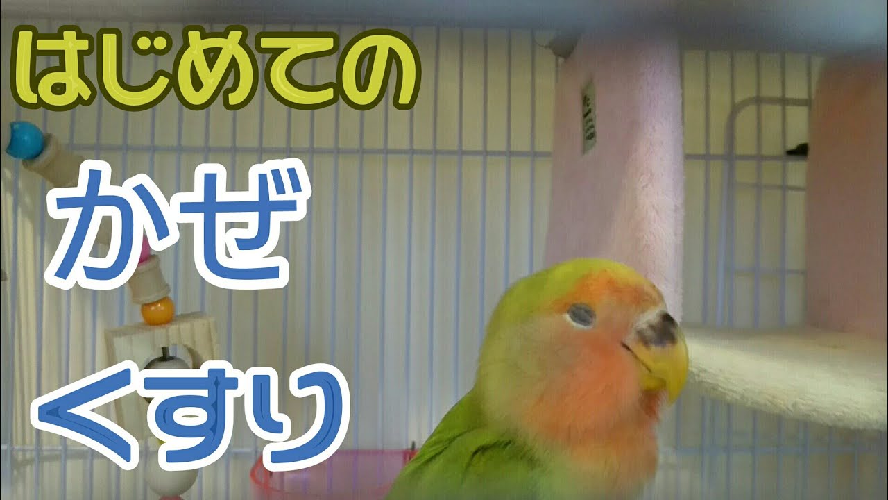 コザクラインコ はじめての風邪 文鳥 コザクラインコ Youtube コザクラインコ はじめての風邪 文鳥 コザクラインコ Youtube