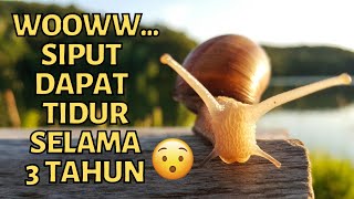 Fakta Unik Hewan Yang Belum Kamu Ketahui