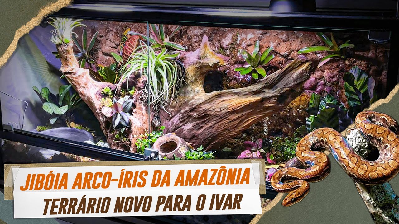 COMO FAZER UM TERRÁRIO PARA COBRA | JIBÓIA ARCO-ÍRIS DA AMAZÔNIA | THE VETS BRASIL