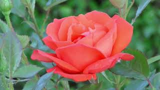 🌸BEAUTIFUL 🌼FLOWER🌹 VIDEO 🌺 screenshot 5