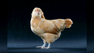 Explaining Egg Shell Colors