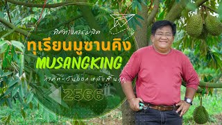 ทิศทางการผลิตทุเรียนมูซานคิง ภาคตะวันออกหลังสิ้นฤดูกาล 2566 : ต้นไม้และสวน TV