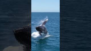Front Row Seat to Humpback Whale Epic Migration