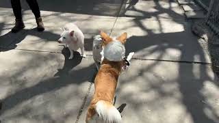 Video of adoptable pet named Pepsi