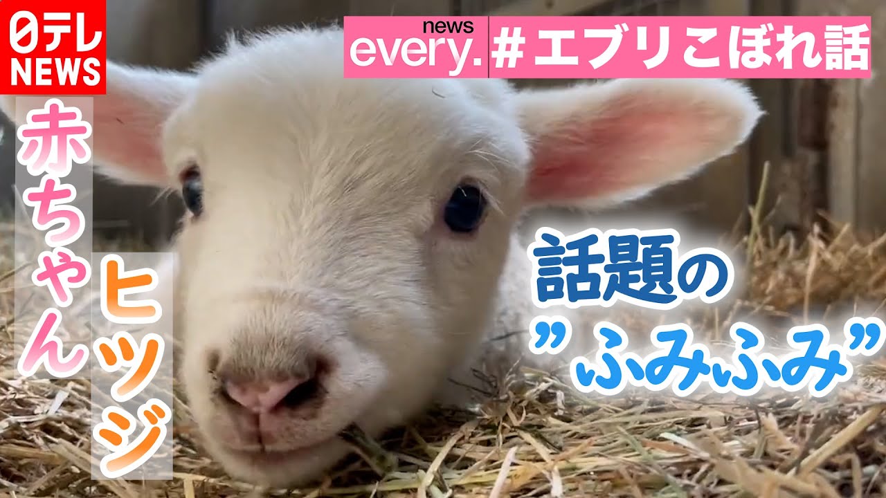癒し 頭突き で話題の赤ちゃんヒツジ ふみふみ しちゃうかわいい姿も Youtube