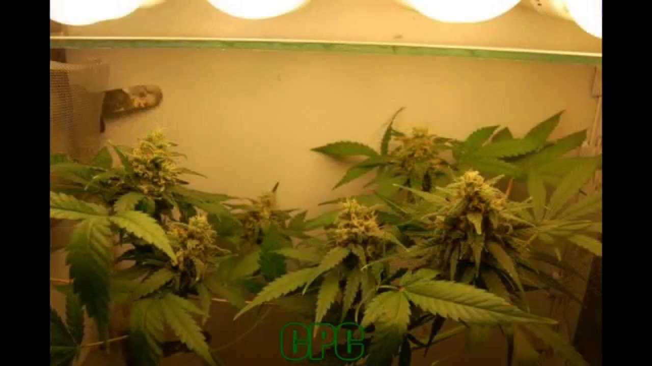 Caramelicious - Jurnal 05